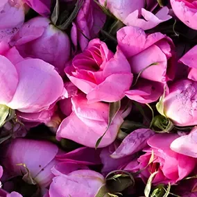 The Remarkable Benefits of Rosewater