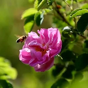 Reducing Facial Inflammation with Rosewater